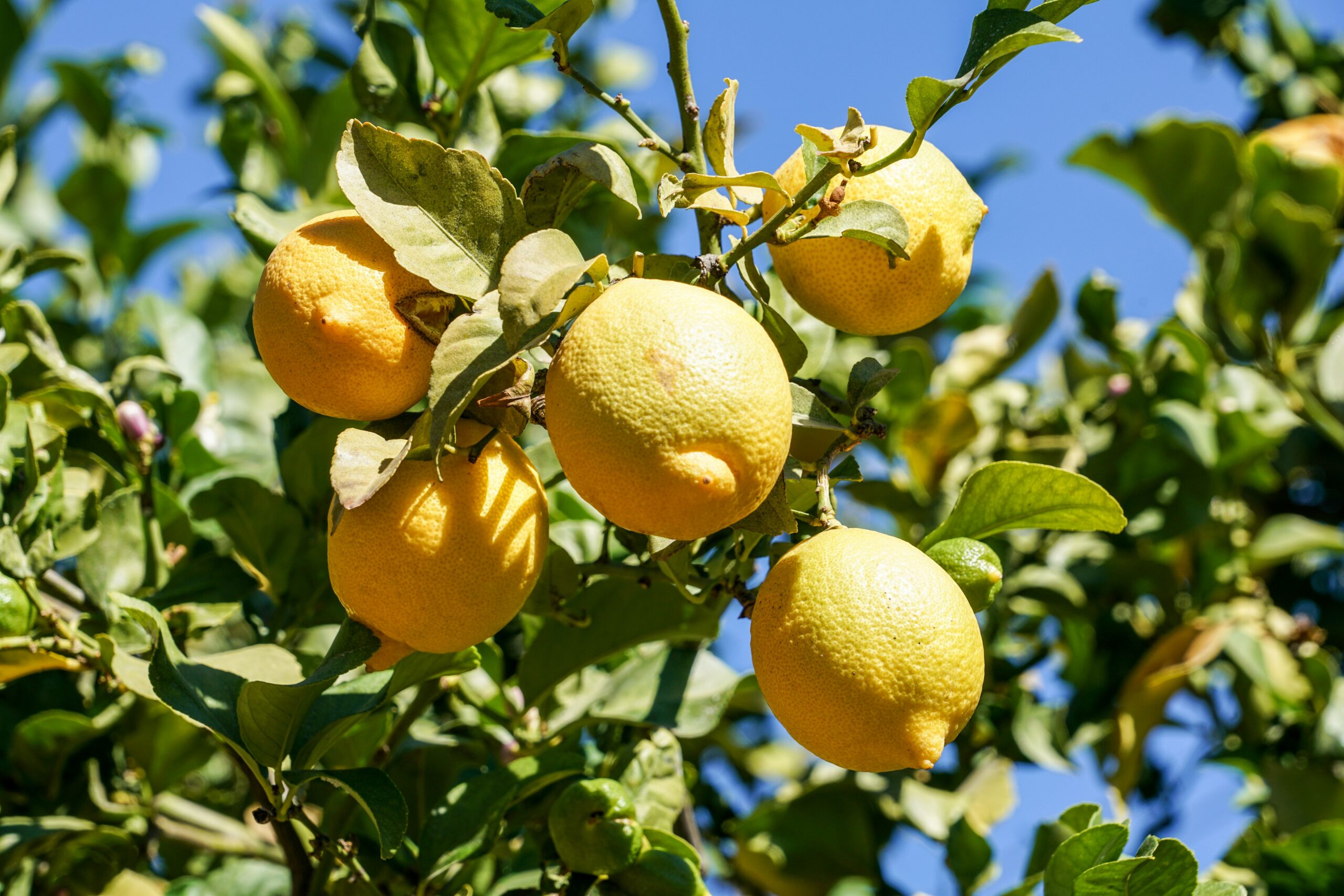 Lemons on a lemon tree in front of a clear blue sky
