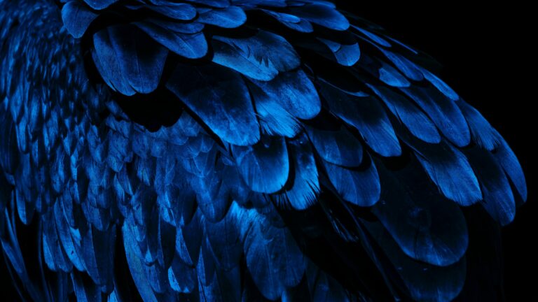 A close up image on blue feathers with 'How to stop apologizing and own your authority' written over top of it.