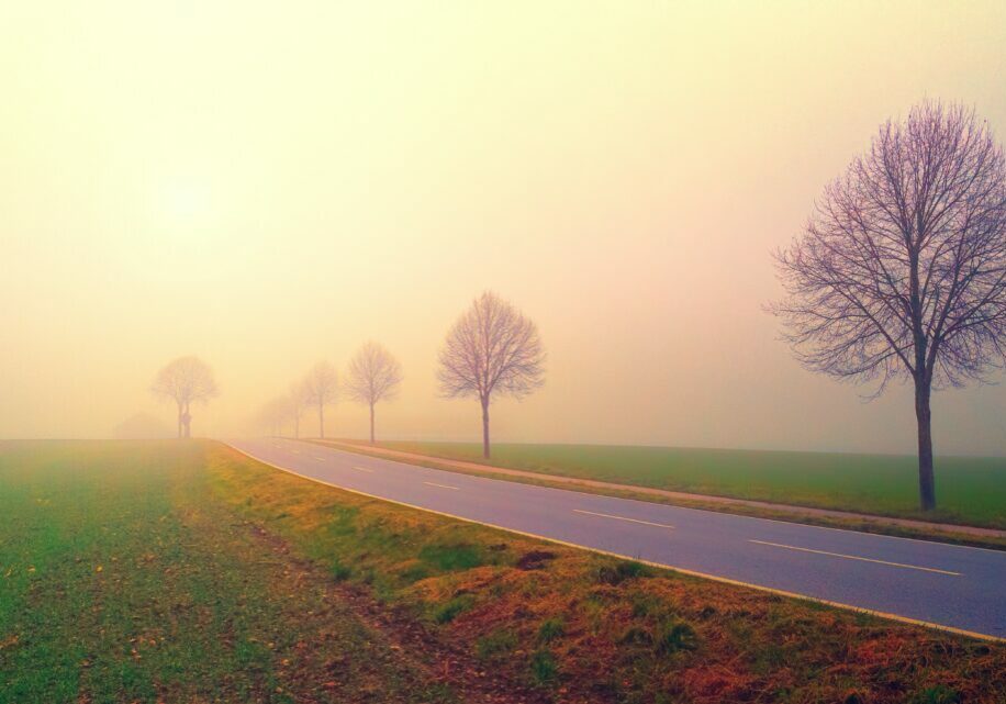 A calm country road at sunrise lined with trees. Serene and peaceful on the mind.